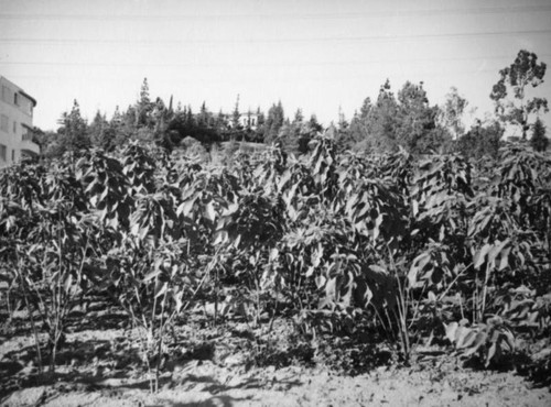 Poinsettia farm in front of the Doheny Courtyard Apartments