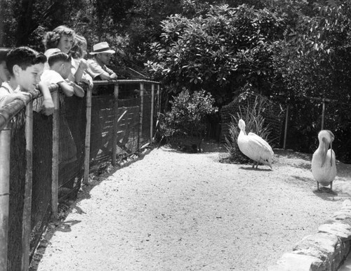 Watching pelicans