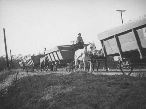 Bean straw workers