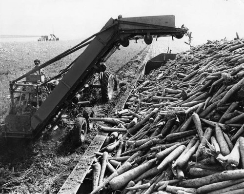 Carrot harvesting