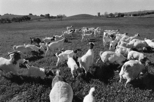 Goats grazing at Pierce College, Woodland Hills