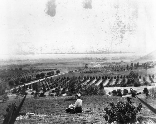 Agricultural fields in Hollywood