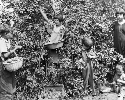 Picking pears