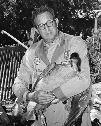 Stodel and pet Canadian goose
