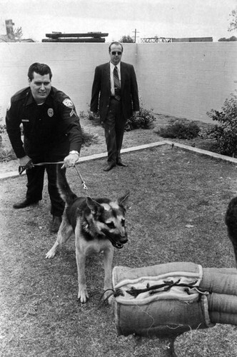 Police dog in training