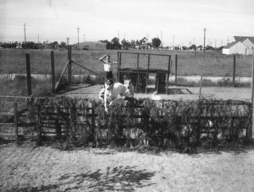 Training Borzoi dogs, view 7