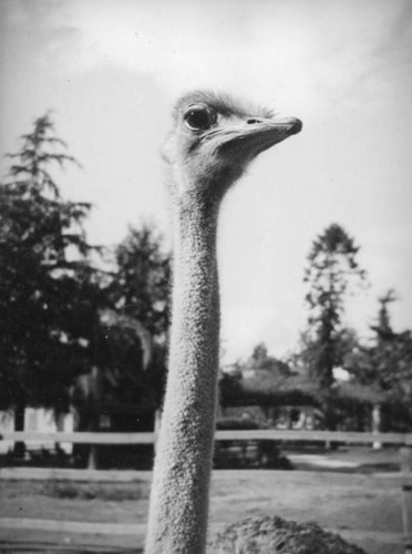 Long neck of an ostrich in Lincoln Park