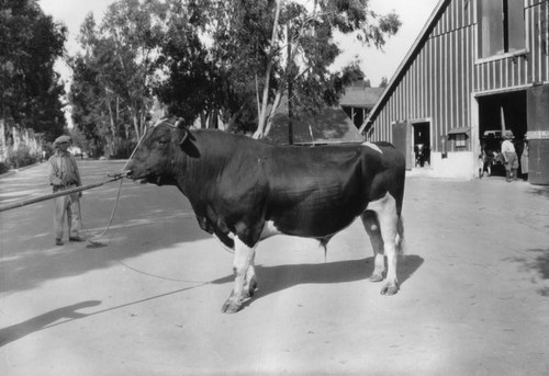 Prize Holstein-Friesian bull