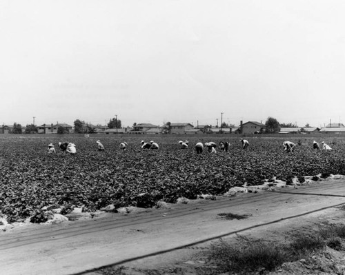 Buena Park agricultural labor