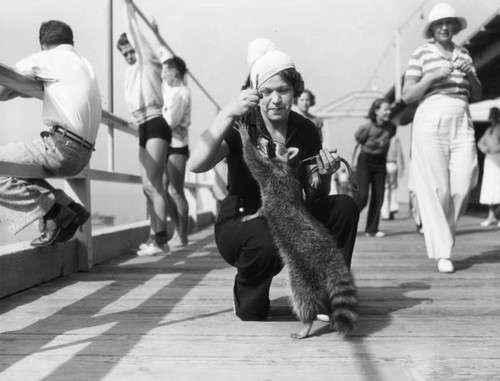 Catalina raccoon on pier