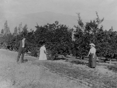 Lemon grove in Altadena