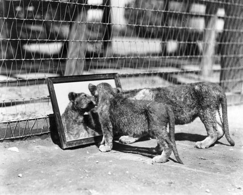 Mirrors and lion cubs