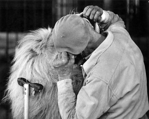 Jungleland lion trainer Jules Jacot at work