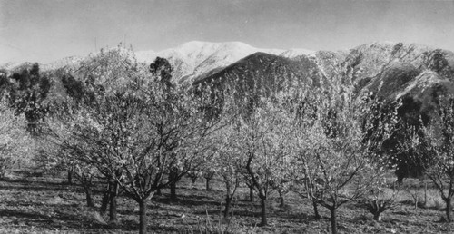 Flowering grove