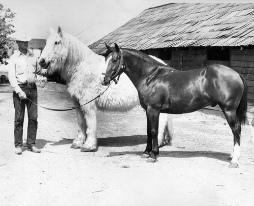 Shaggy Valley steed