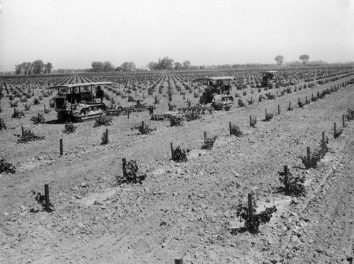 Imperial Valley vineyard