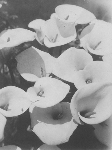 Calla lilies, Trudeau Ranch