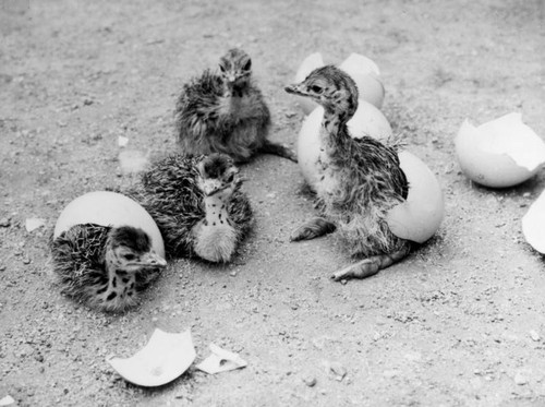 Hatching ostriches