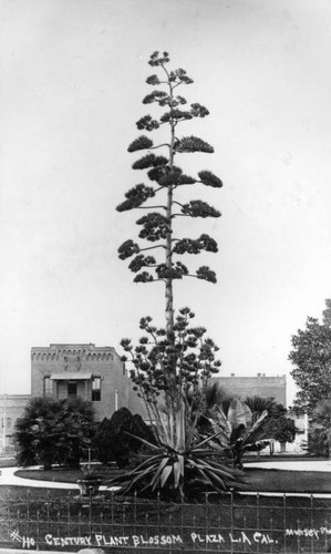 Blooming century plant in the Plaza