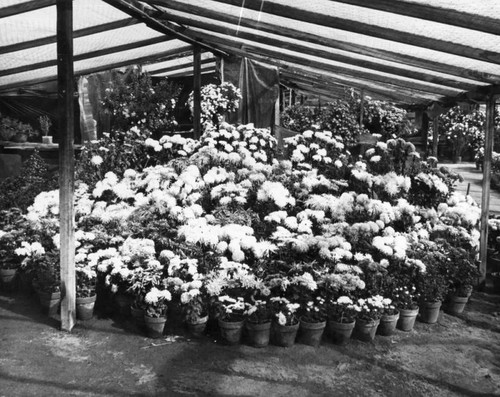 Giant mums on display