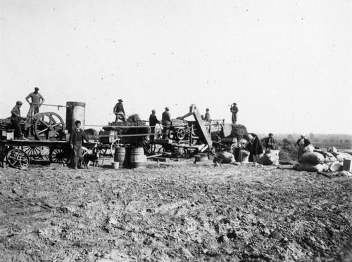 Peanut threshing