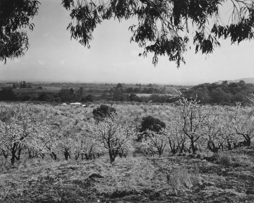 Flowering grove