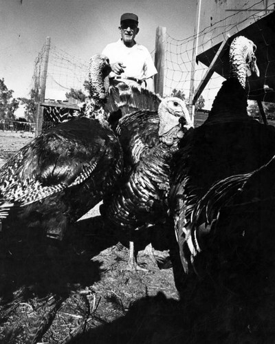 Pampered Thanksgiving turkeys