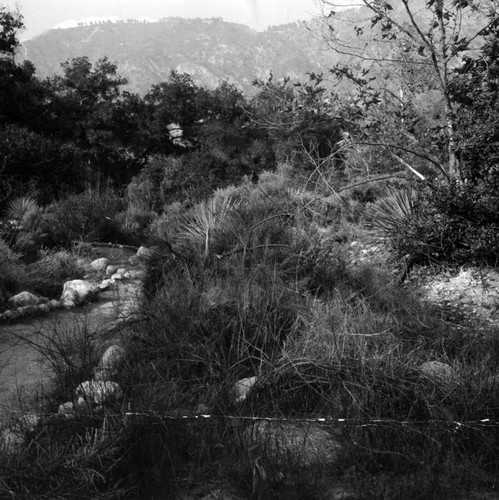 Nature trails wind through heavy chapparal