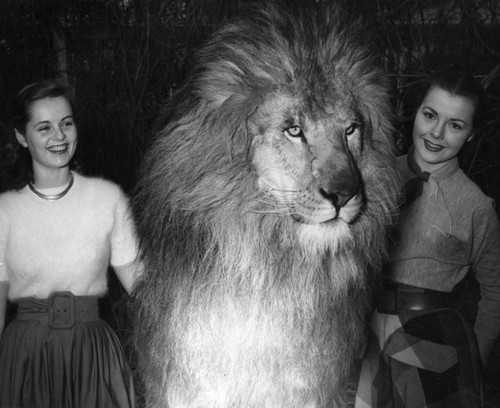 Circus lion and women