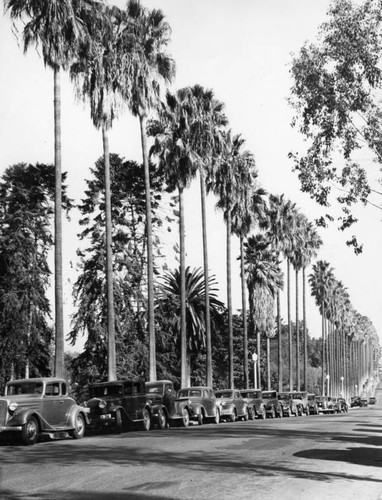 Hollenbeck Park palms and cars