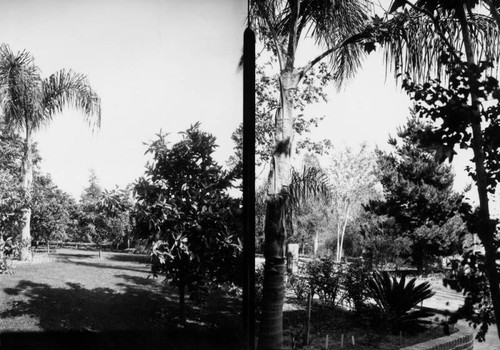 Garden in Los Feliz district