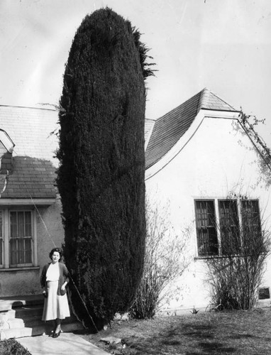 Burbank boasts giant cedar