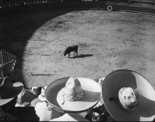 Bullfight, El Toreo de Tijuana