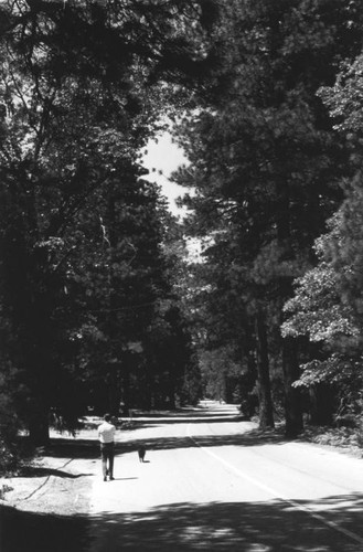 Road in Idyllwild