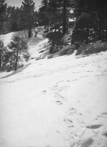 Big Pines Recreation Camp, tracks in the snow