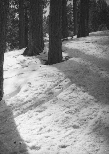 Big Pines Recreation Camp, trodden snow