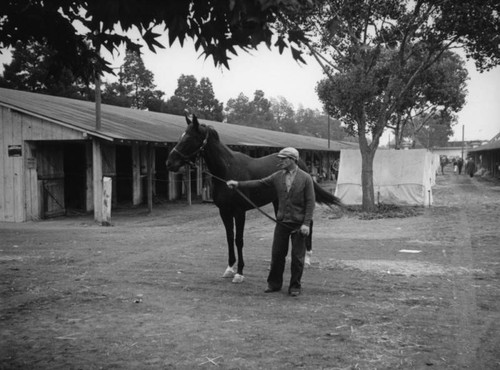 Man holding the reins of a horse at Los Angeles County Fair