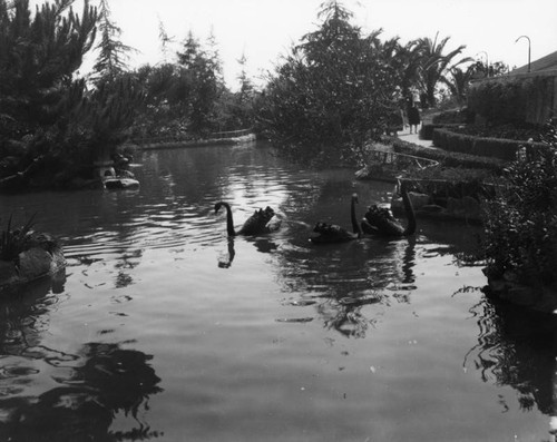 Swans at Bernheimer Estate