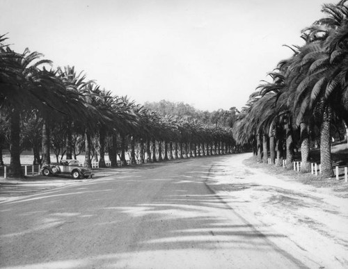 Palm Drive in Elysian Park