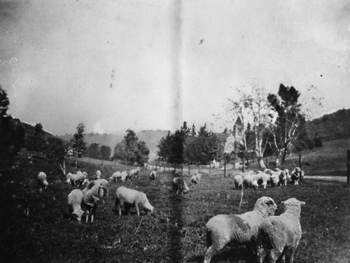 Sheep grazing near Church of the Angels