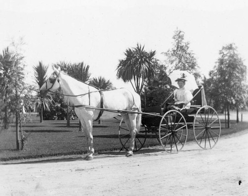 Woman with parasol in horse and buggy