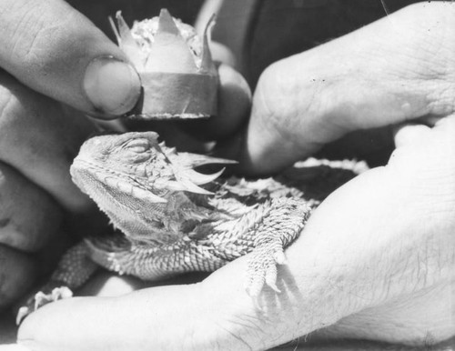 Horned toad with crown