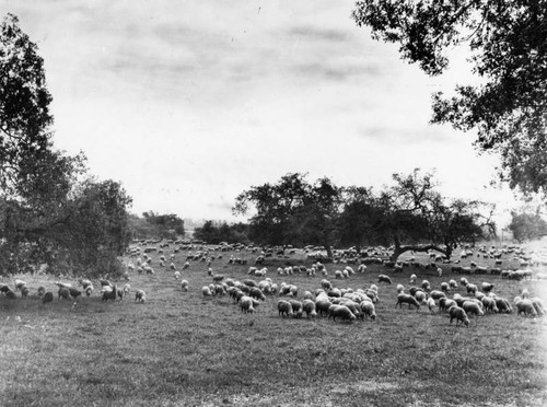 Pasadena sheep ranch