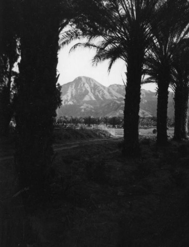 Mountains through the date palms in the Coachella Valley