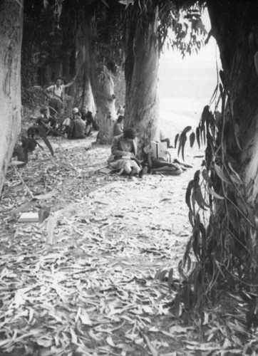 Students under Eucalyptus trees at Los Angeles Junior College