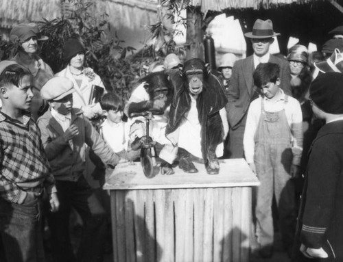 Monkeys at Luna Park Zoo, view 3