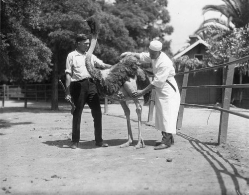 Ostrich and butcher