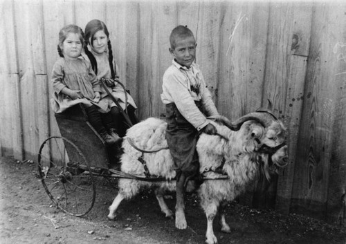 Children on goat cart