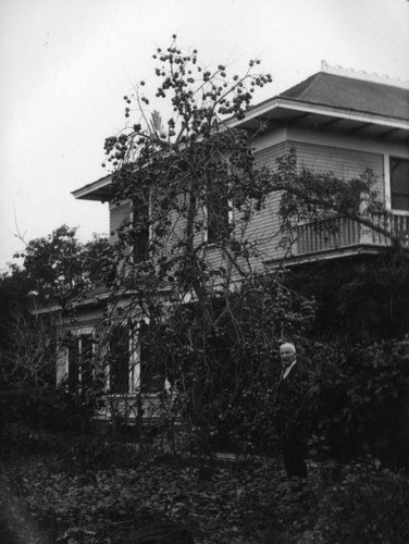 Persimmon tree