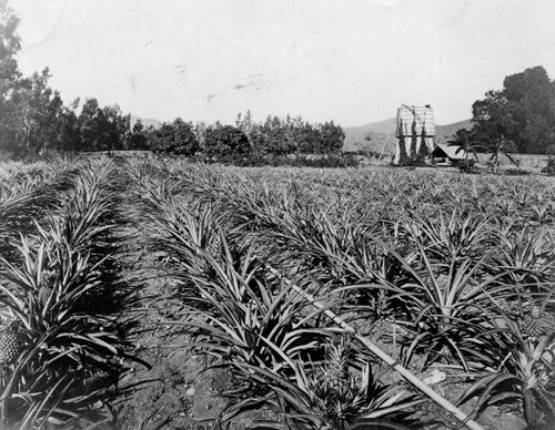 Hollywood pineapple orchard